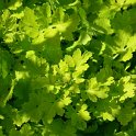 Tanacetum parthenium 'Aureum'